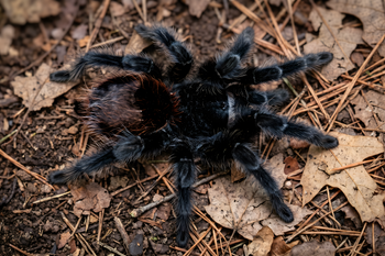 Grammostola actaeon (Black Yeti Tarantula) RARE