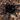 Grammostola actaeon, Black Yeti tarantula.