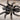 Grammostola grossa (Guarani Giant Tarantula)
