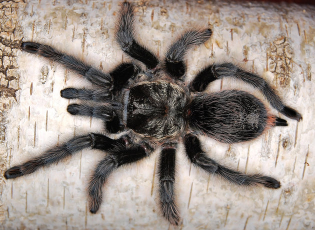 Grammostola grossa (Guarani Giant Tarantula)