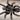 Grammostola grossa, Guarani Giant tarantula.