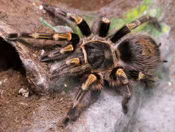 Grammostola pulchripes (Chaco Golden Knee Tarantula) 0.75-1"