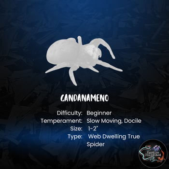 Gandanameno genus care and fact card.