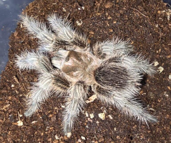 Grammostola sp. North, Wooly Gold and White tarantula, 0.5 to 0.75 inch.