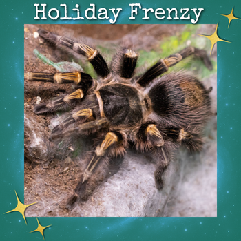 Grammostola pulchripes (Chaco Golden Knee Tarantula) 0.5-0.75"