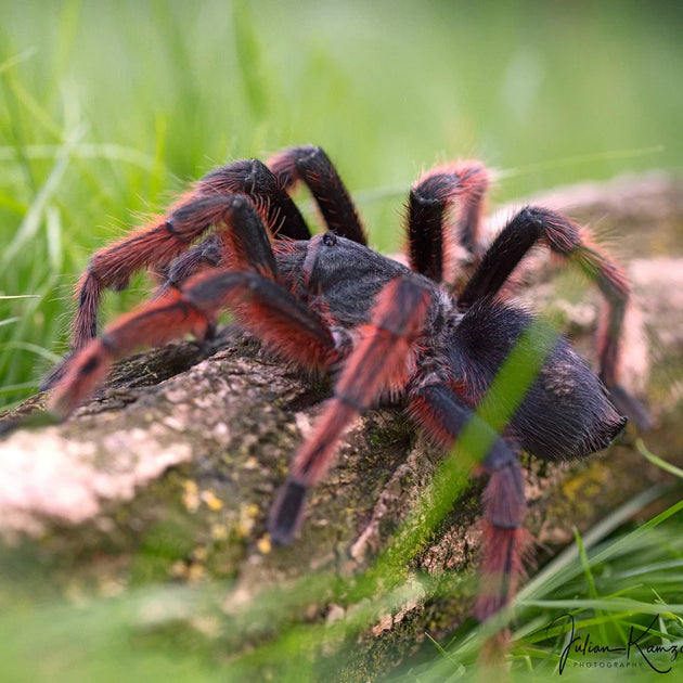 Grammostola anthracina