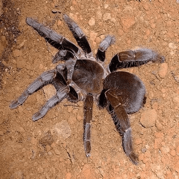 Hysterocrates crassipes, Cameroon Baboon tarantula.