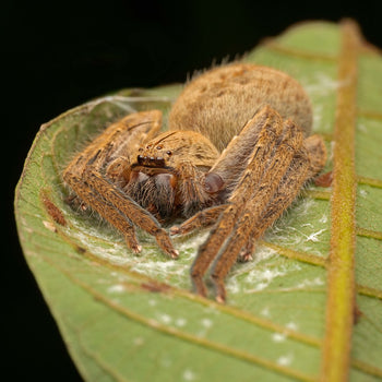 Heteropoda javana, Javana Huntsman spider.