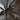 Harpactira baviana (Purcell's Baboon Tarantula) 0.5-0.75" **More in Retail Section**