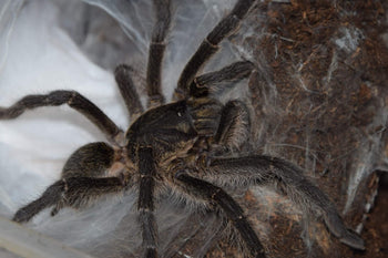 Harpactira baviana, Purcell's Baboon tarantula.