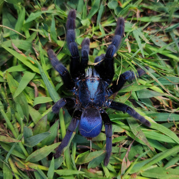 Haploclastus devamatha (Polychromatic Earth Tiger Tarantula) Proven FEMALE about 4"
