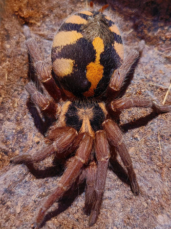 Hapalopus formosus (ex Colombia Large) (Pumpkin Patch Tarantula) ADULT FEMALE 2.5-3"