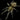 Harpactira marksi (Blue and Gold baboon Tarantula)