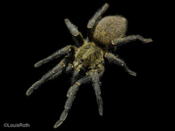 Harpactira marksi (Blue and Gold baboon Tarantula) 3-3.5" ADULT FEMALE & 3-3.5" PREULT MALE
