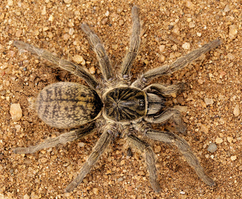 Harpactirella overdijki (Lesser Baboon Tarantula)