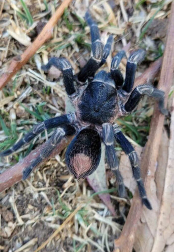 Hapalotremus perezmilesi (Highland Black & Red Tarantula) 0.75"