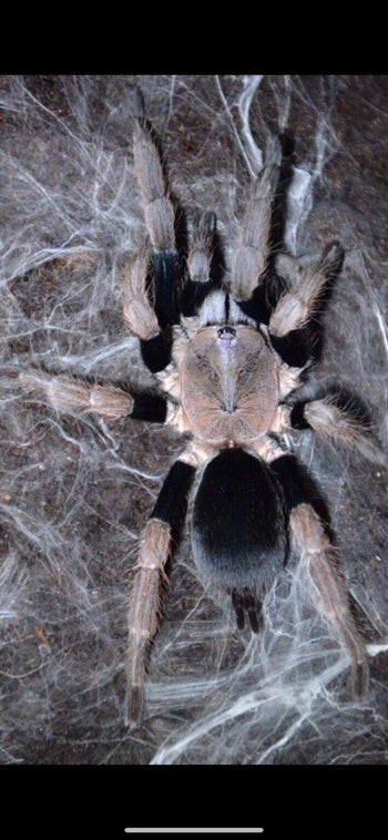 Haplocosmia sp 'Black Femur' Tarantula