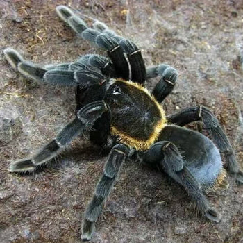 Haplopelma doriae (Orange Fringe Earth Tiger Tarantula) 1-1.25"
