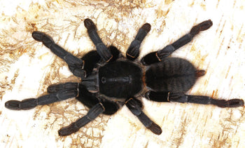 Cyriopagopus minax "Big Black' (Thai Earth Tiger Tarantula) 0.5-0.75"