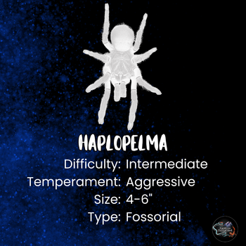 Haplopelma cf.schmidti "Phong Nha-ke Bang" (Golden Blast Earth Tiger Tarantula)