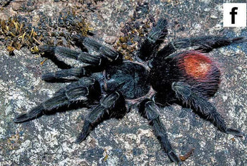 Hapalotremus marcapata (Peruvian Highland Blue Tarantula)