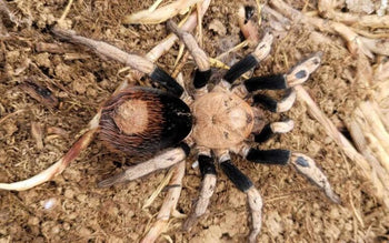 Hapalotremus sp 'Puma' (Highland White & Red Tarantula) FEMALE