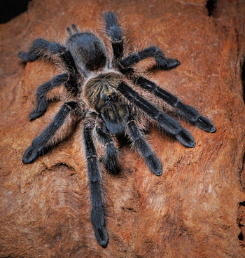 Harpactira namaquensis (Giant Namibian Baboon Tarantula) 0.75-1"