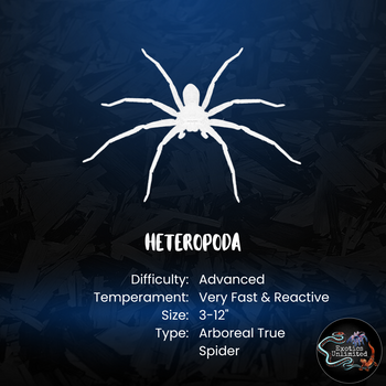 Heteropoda lunula (Purple Huntsman Spider) 0.33"