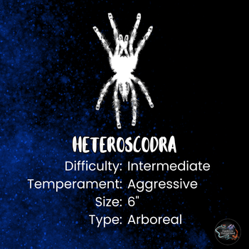 Heteroscodra maculata (Togo Starburst Tarantula) 0.5"