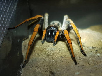 Hogna maderiana, Orange-Leg Wolf spider.