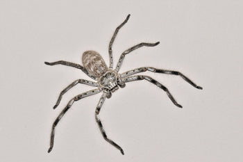 Holconia murrayensis (Murray Huntsman Spider) 0.5–0.75"