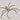 Holconia murrayensis, Murray Huntsman spider.