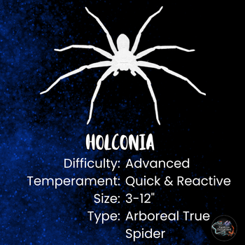 Holconia murrayensis (Murray Huntsman Spider) 0.5–0.75"
