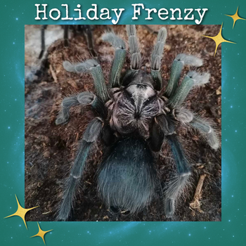 Phormictopus sp 'Green Femur Golden Carapace' Tarantula 0.75-1" *RARE*