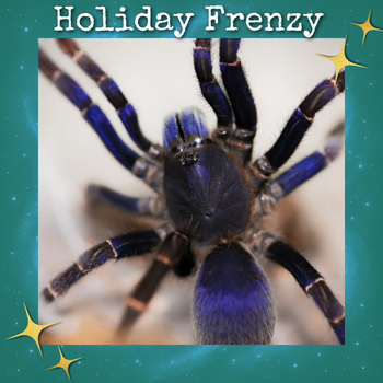 Psednocnemis brachyramosa (Malaysian Blue Femur Tarantula) 0.5"