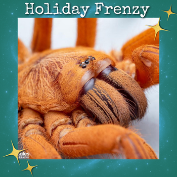 Orphnaecus philippinus (Philippine Tangerine Tarantula) 0.5-0.75"