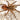Neoholothele fasciaaurinigra (Golden Bumble Bee Tarantula) 1-1.5"