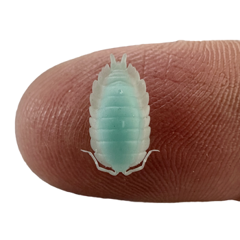 Nano Good Luck isopods.