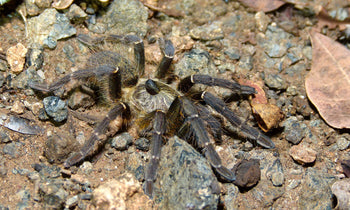 Ceratogyrus darlingi (Rear Horned Baboon Tarantula) 0.5-0.75"