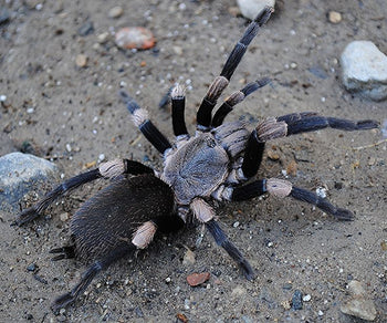 Haplocosmia himalayana (Himalayan Earth Tiger Tarantula) 0.5"