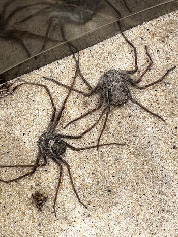 Sicarius gracilis (6 Eye Sand Spider)