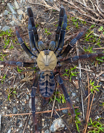 Phormingochilus sp. "Akcaya" (Golden Tree Spider) 1" FREE AFTER $400 SPENT