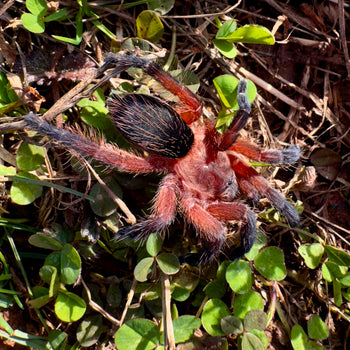 Dolichothele rufoniger (Red & Purple Dwarf Beauty Tarantula) 1"+