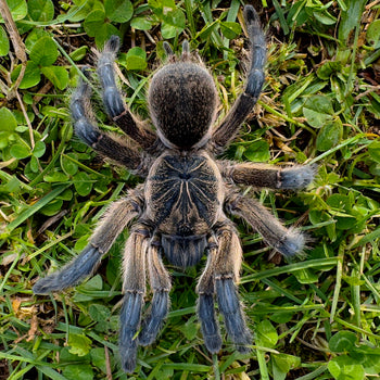 Harpactira pulchripes (Golden Blue Leg Baboon Tarantula) 0.75"+