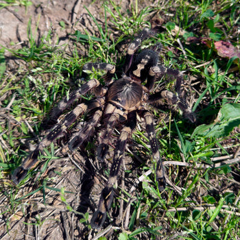 Poecilotheria subfusca LOWLAND (Ivory Ornamental Tarantula) (NC SHIPPING ONLY)