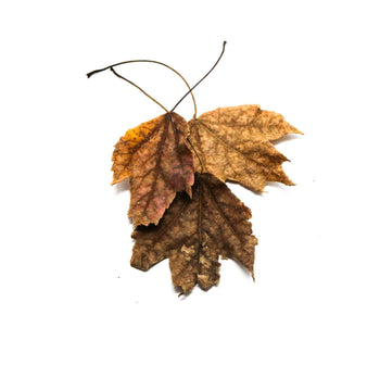 Maple leaf litter, Acer species, for bioactive enclosures.