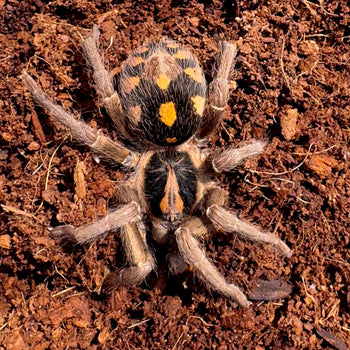Hapalopus klein, Dwarf Pumpkin Patch tarantula.
