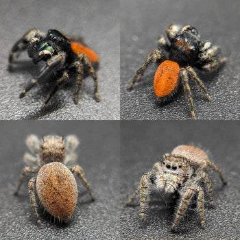 Phidippus princeps (Cupid Jumping Spider)
