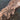Heteropoda tetrica (Black Jaw Huntsman Spider)