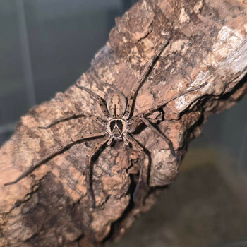 Heteropoda tetrica, Black Jaw Huntsman spider.